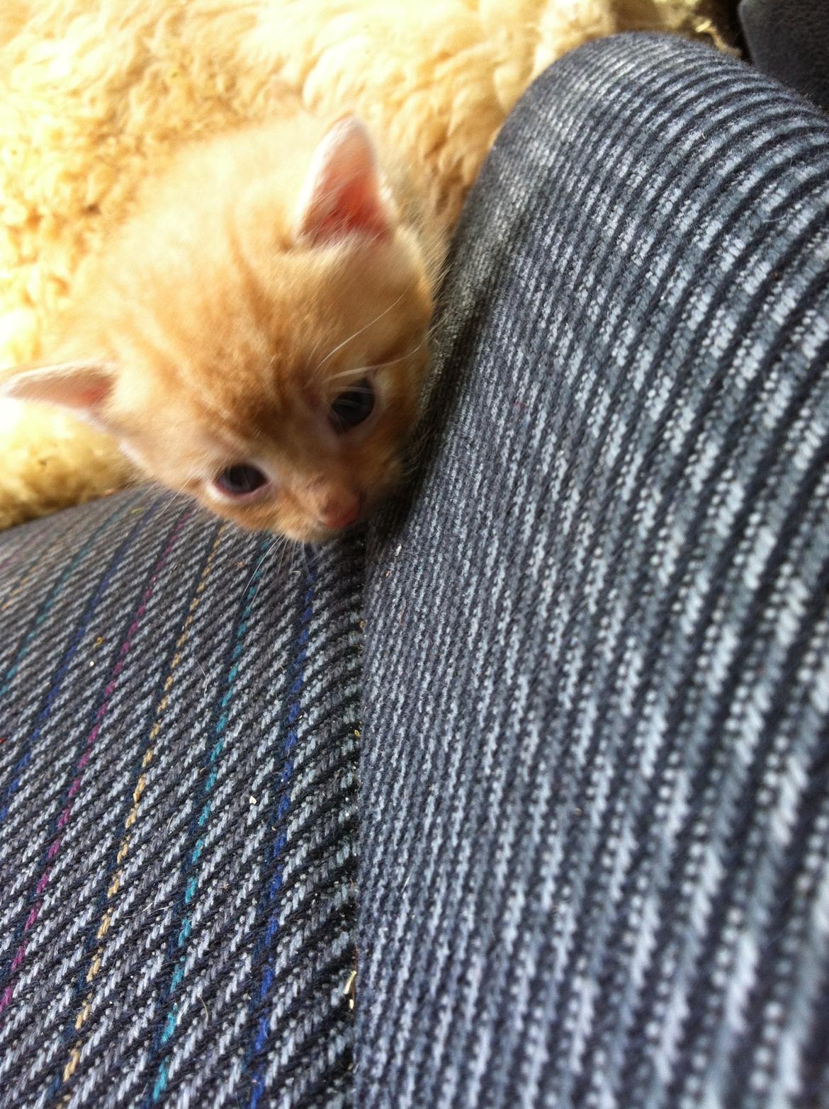 Huskat Milo - han er så dejlig <3 billede 7