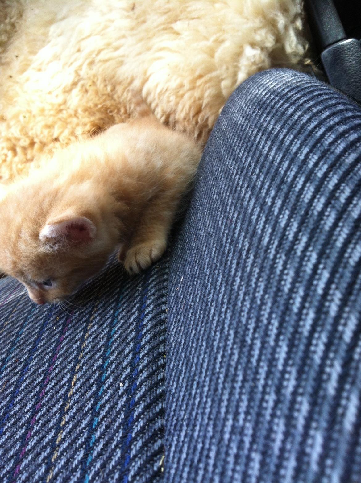 Huskat Milo - milo så lige en flue! <3 billede 9