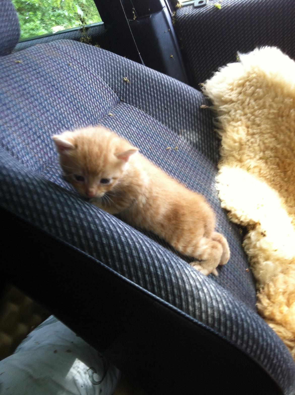 Huskat Milo - milo er på vej væk fra sin mor men få sekunder efter billedet er taget kom mor og hentede ham <3 billede 1