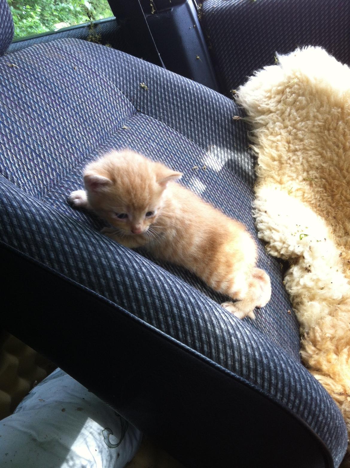 Huskat Milo - min lille model <3 billede 11