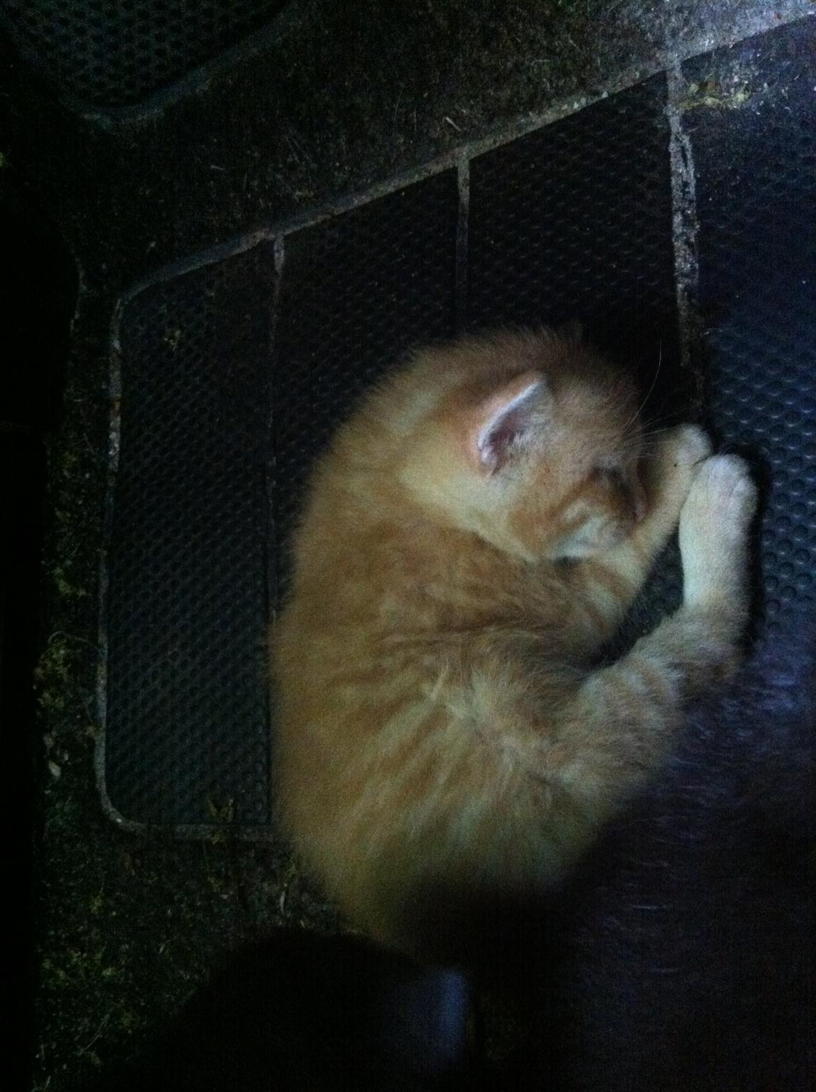 Huskat Milo - tog lige et snig billede mens Milo sov :) billede 12