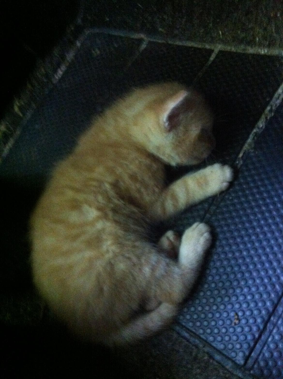 Huskat Milo - min baby<3 billede 13