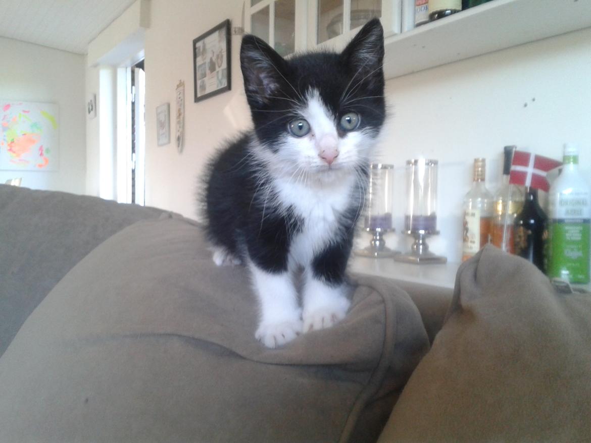 Blanding af racer Figaro billede 20