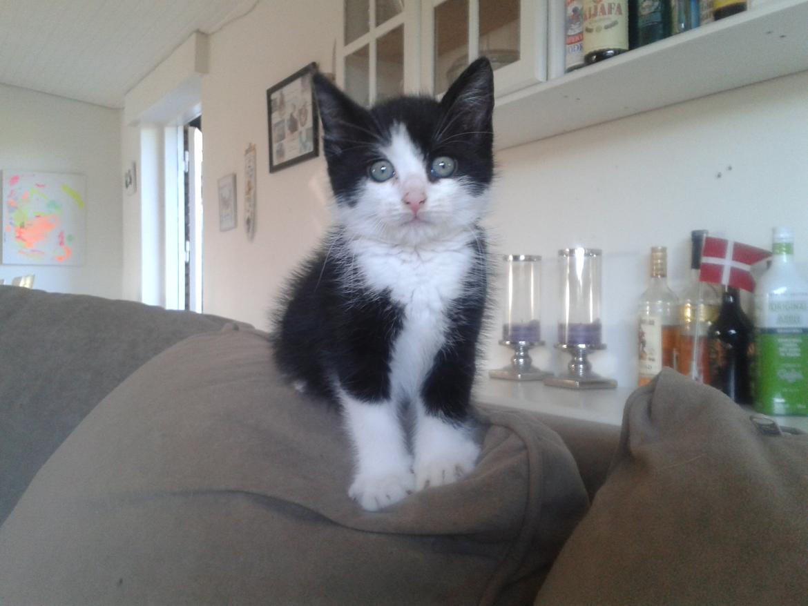 Blanding af racer Figaro billede 21