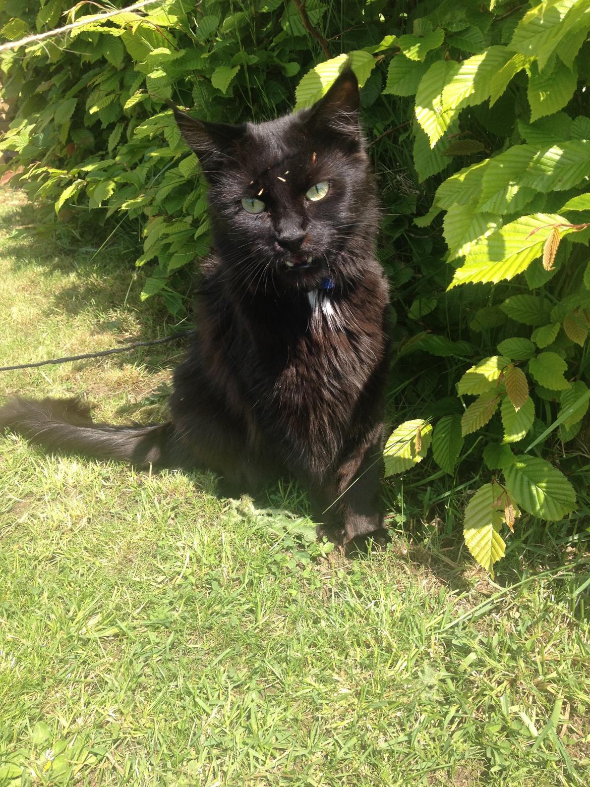 Maine Coon Chili himmelkat - Inden jeg fik lavet indhegning, skulle jeg havde sele på hvis jeg skulle udenfor! Men det slipper jeg for nu! Juuubii, så heldig er jeg <3 billede 3