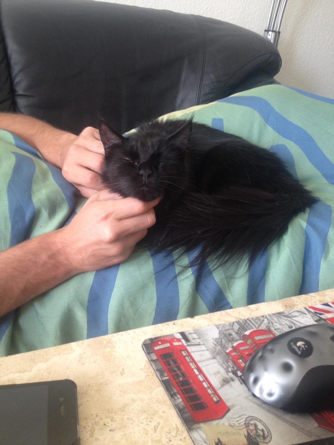 Maine Coon Chili himmelkat - At blive nusset er bare det bedste jeg ved! :) billede 4