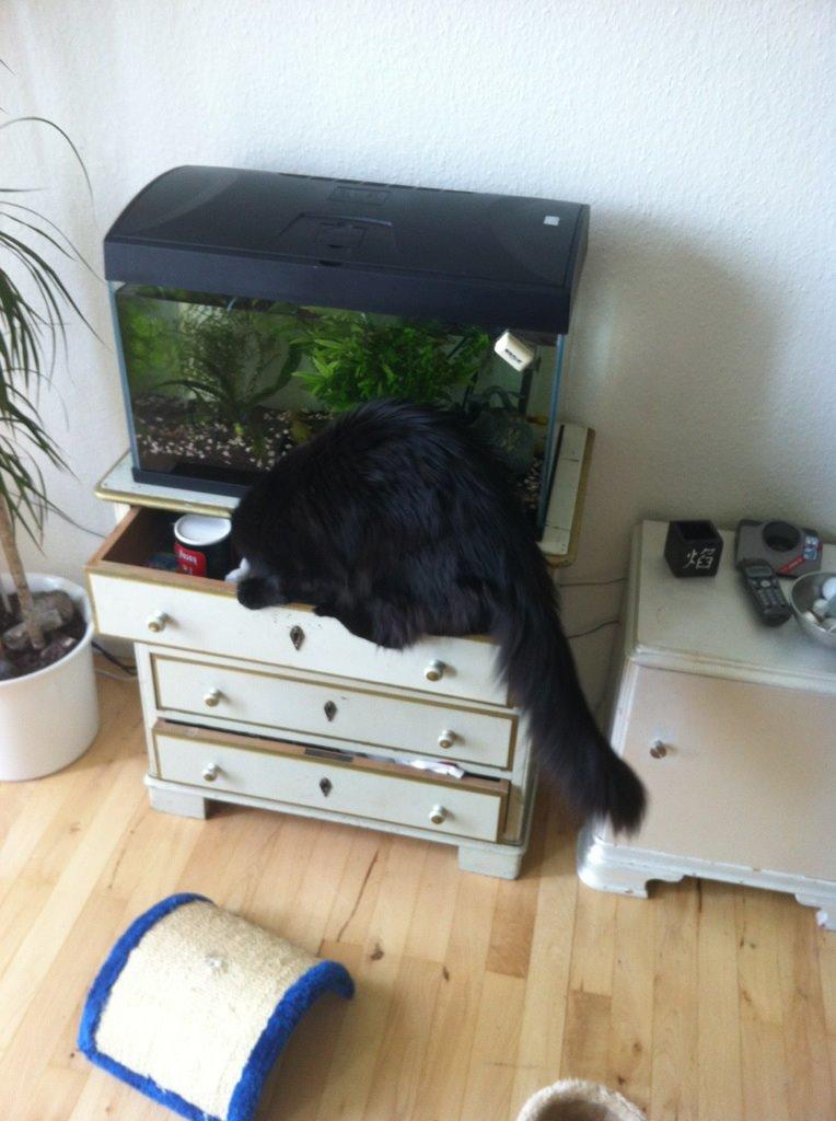 Maine Coon Chili himmelkat - Gemmer der sig mon fisk dernede også???? billede 5