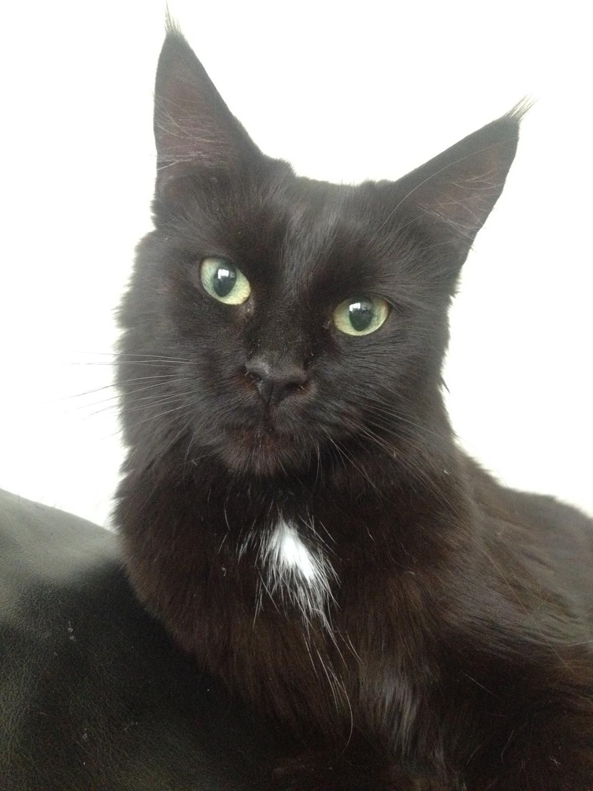 Maine Coon Chili himmelkat - Hej! Jeg hedder Chili :-) billede 1