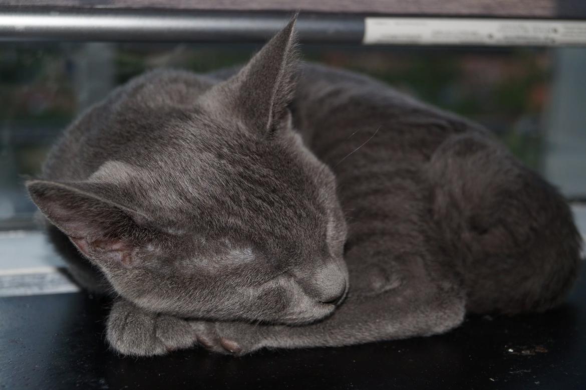 Huskat Lille My billede 13