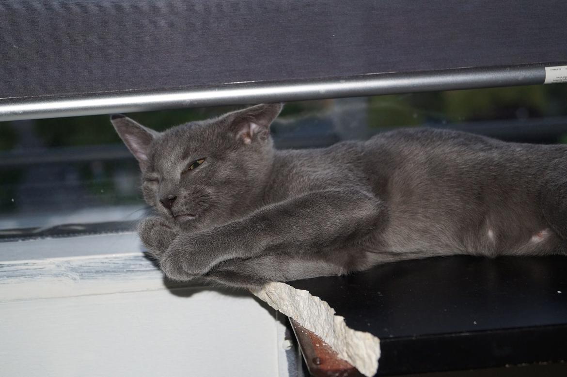 Huskat Lille My billede 15