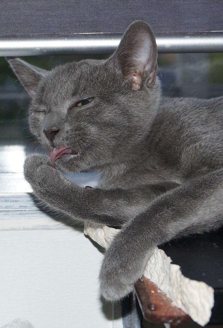 Huskat Lille My billede 16