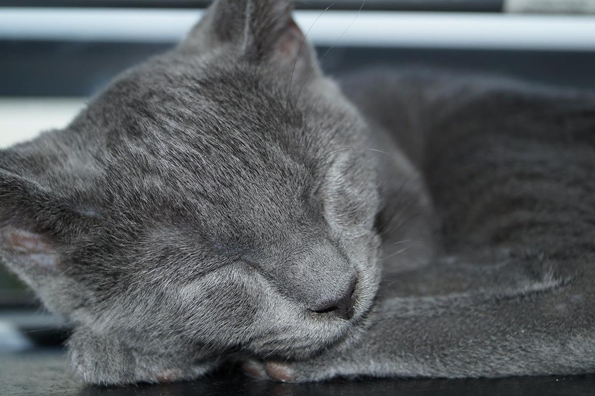 Huskat Lille My billede 17