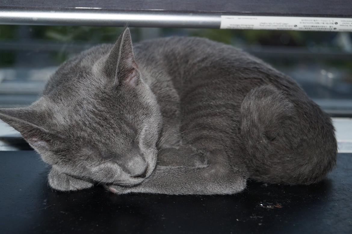 Huskat Lille My billede 18