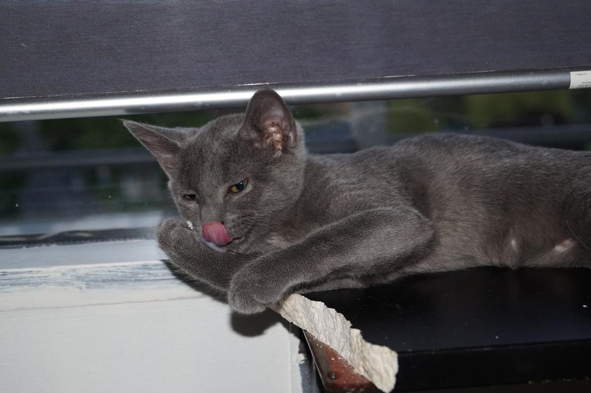 Huskat Lille My billede 14