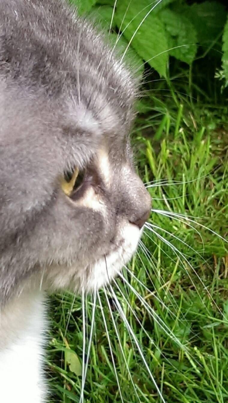 Huskat simba billede 8