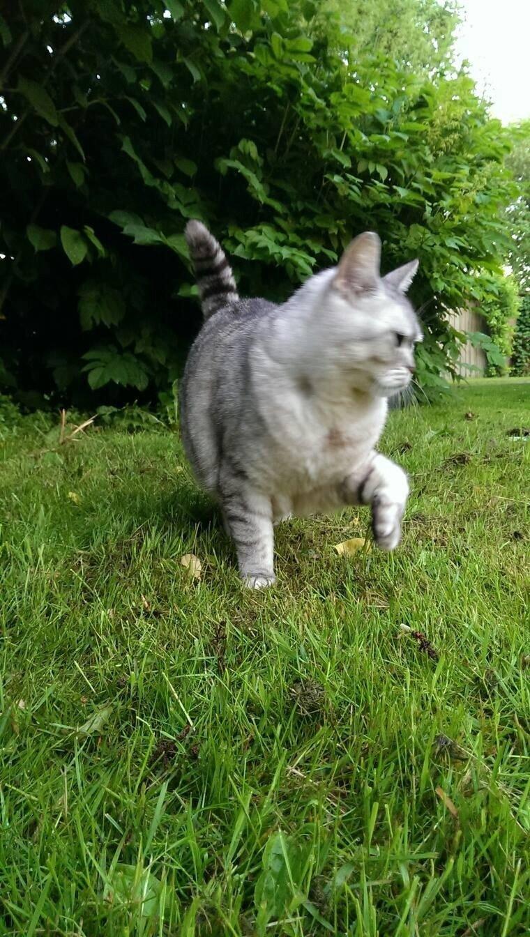 Blanding af racer Miskey billede 8