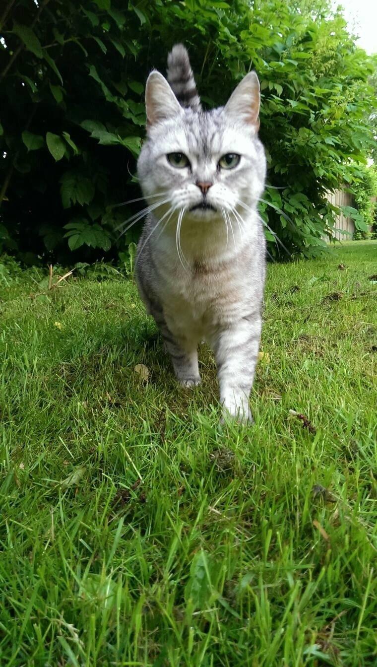 Blanding af racer Miskey billede 9