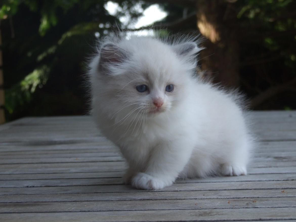 Ragdoll DK Vandoll Shining Super Star billede 5