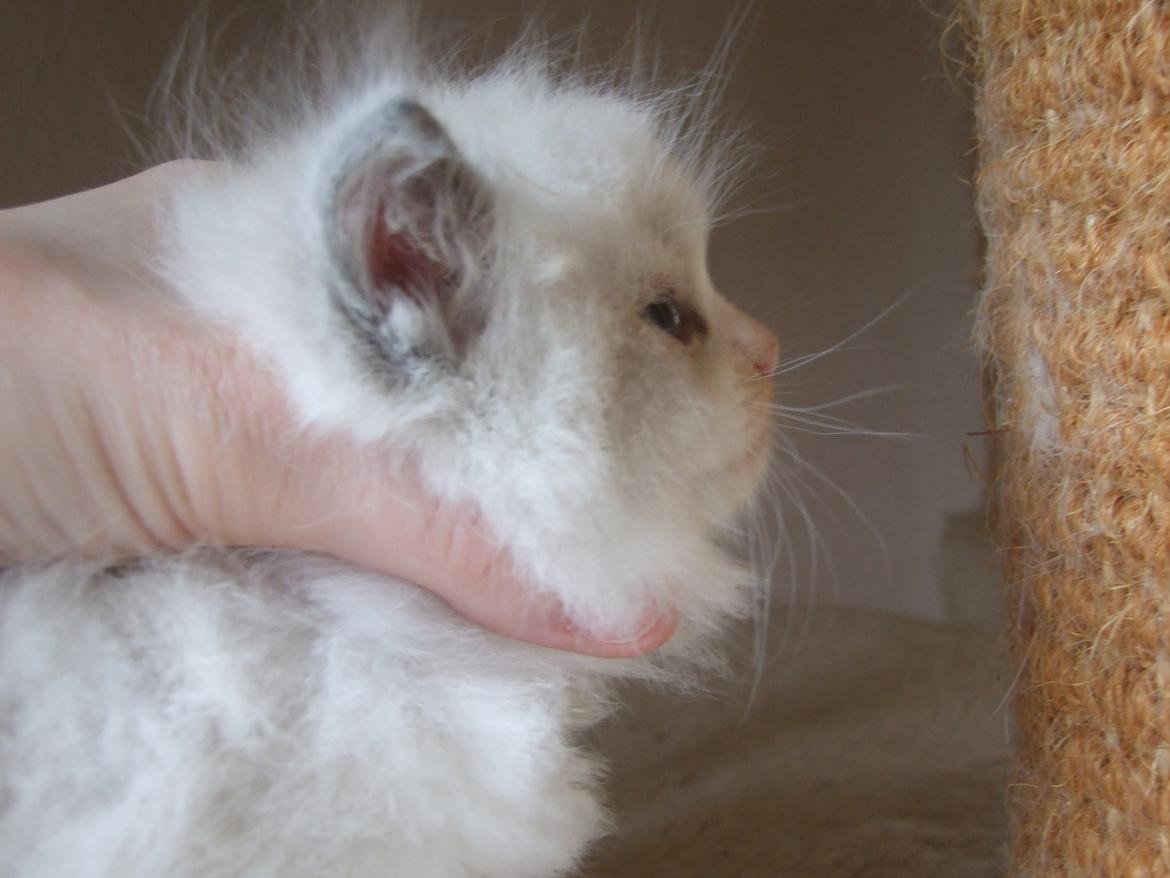 Ragdoll DK Vandoll Shining Super Star billede 7