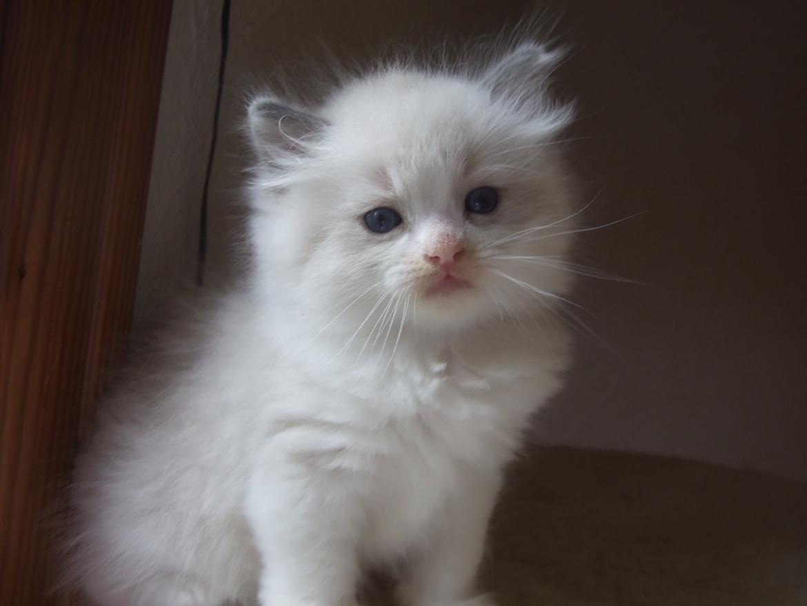 Ragdoll DK Vandoll Shining Super Star billede 8