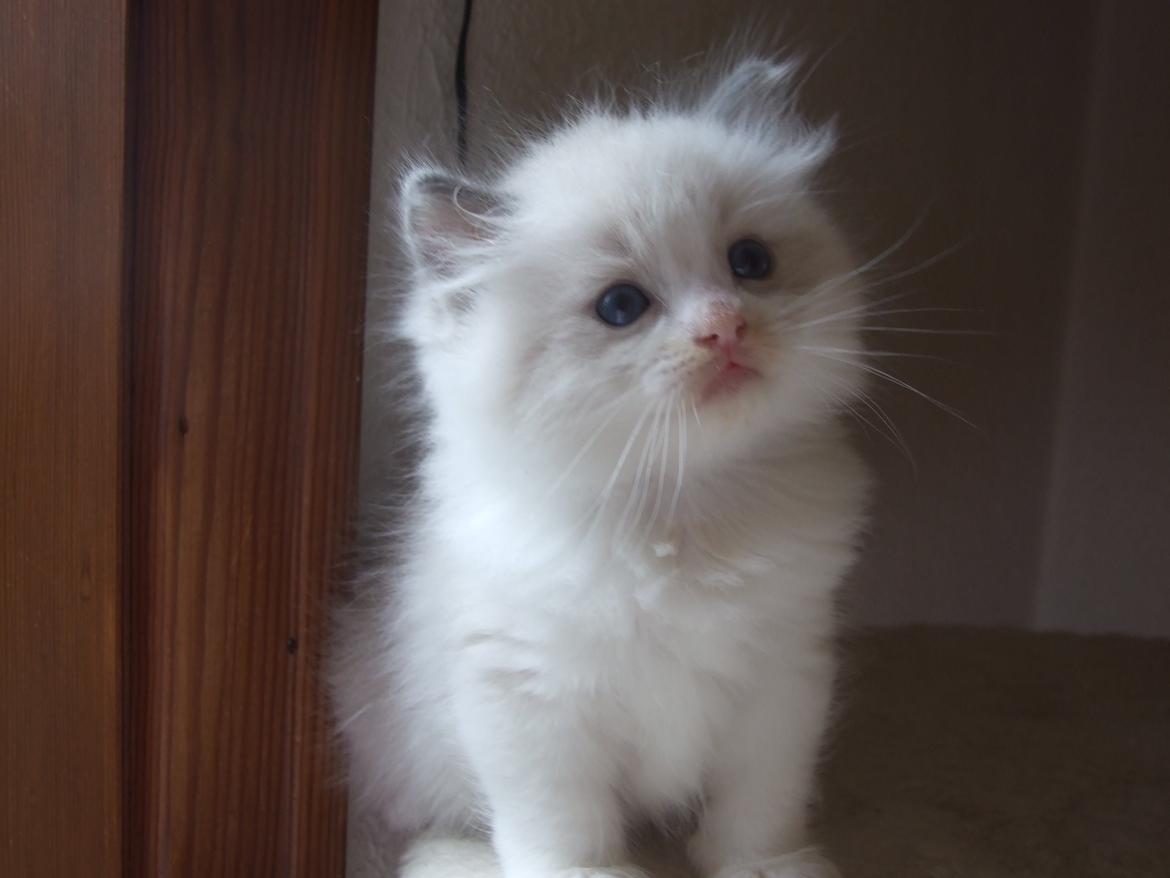 Ragdoll DK Vandoll Shining Super Star billede 9