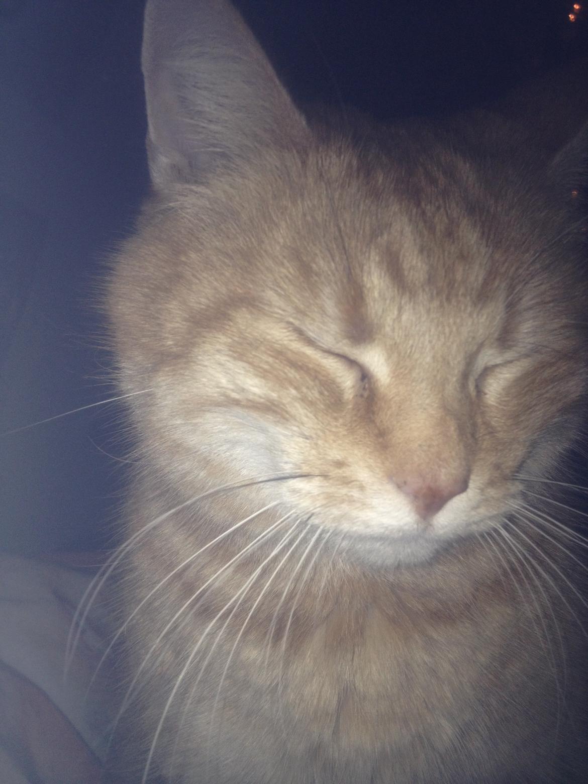 Huskat Tjuba billede 8