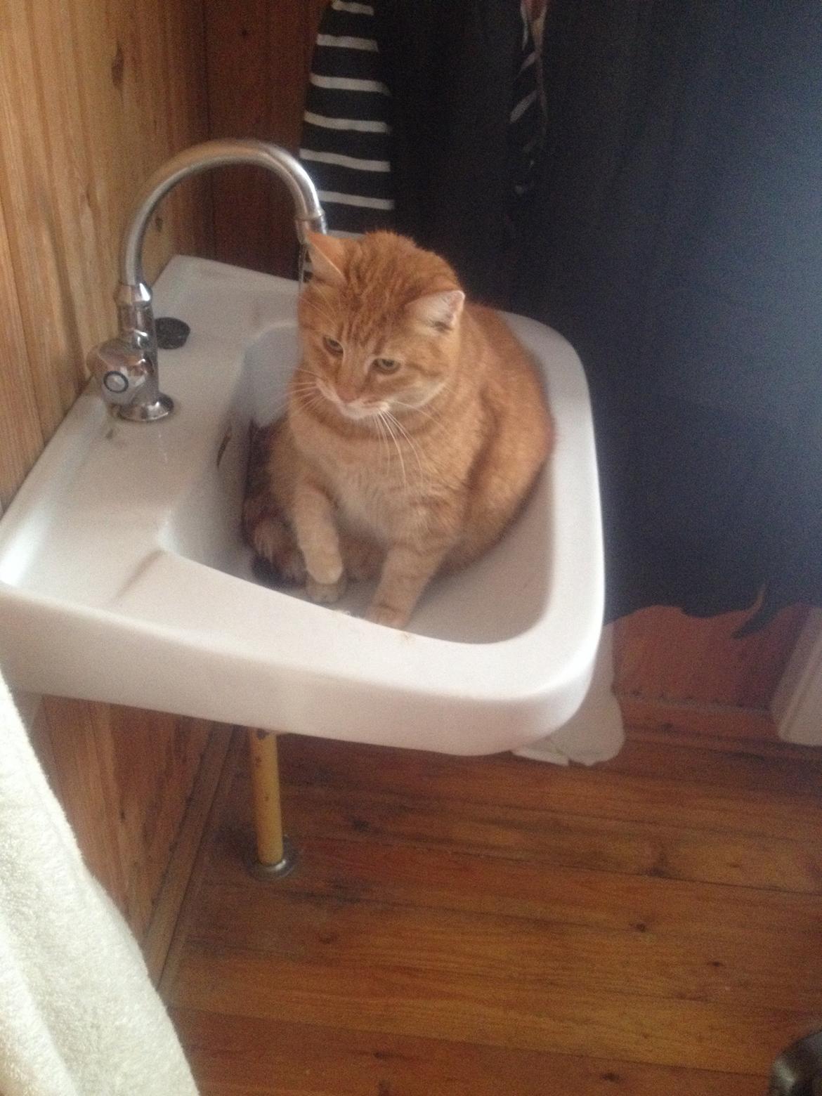 Huskat Tjuba billede 9