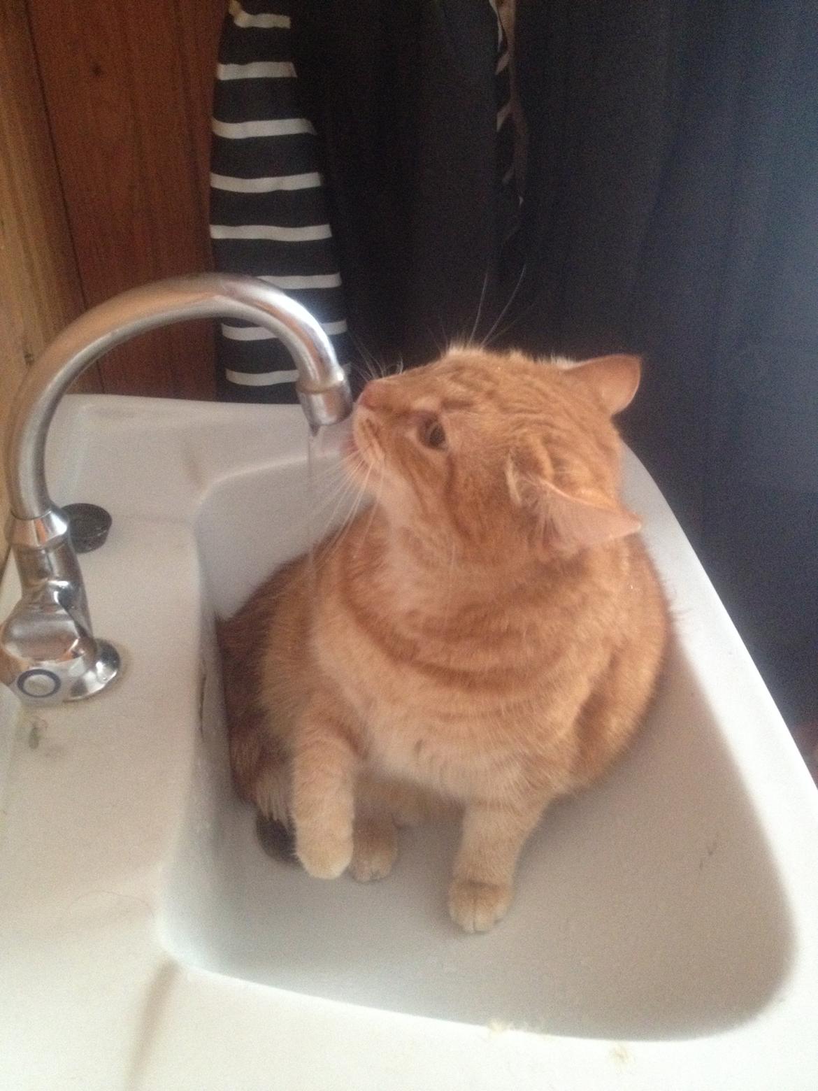 Huskat Tjuba billede 10