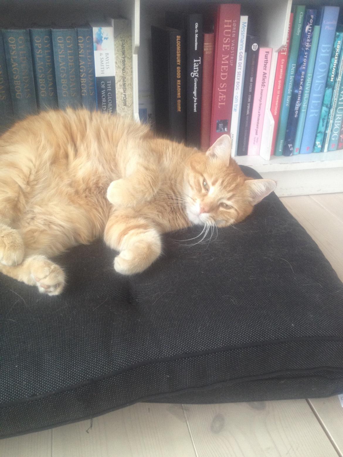 Huskat Tjuba billede 11