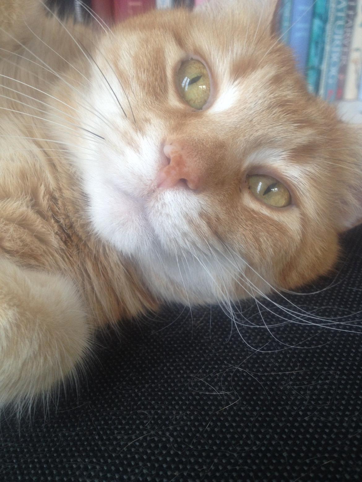 Huskat Tjuba billede 12