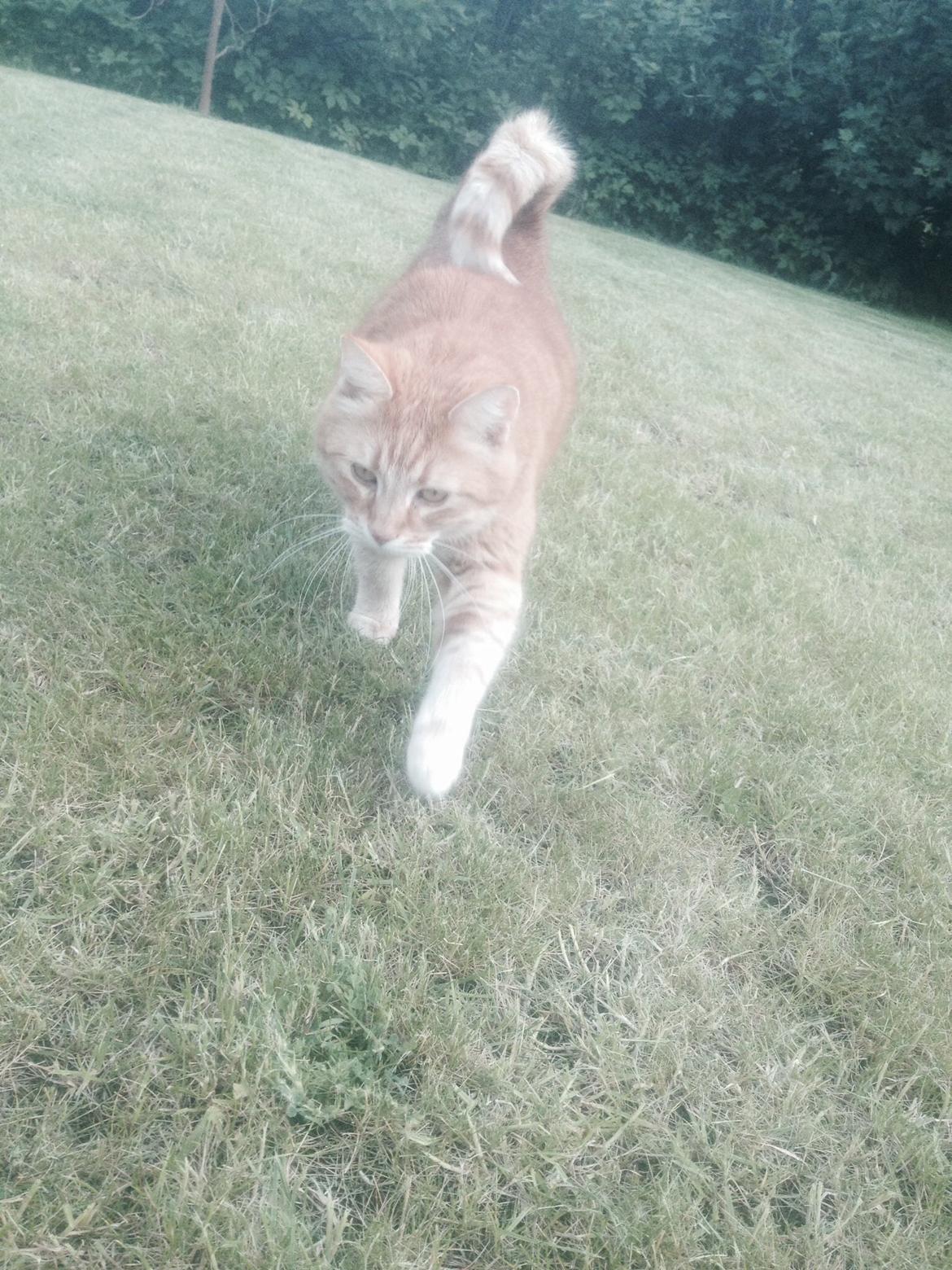 Huskat Tjuba billede 13