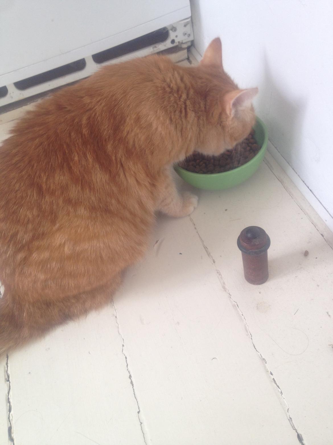 Huskat Tjuba billede 14