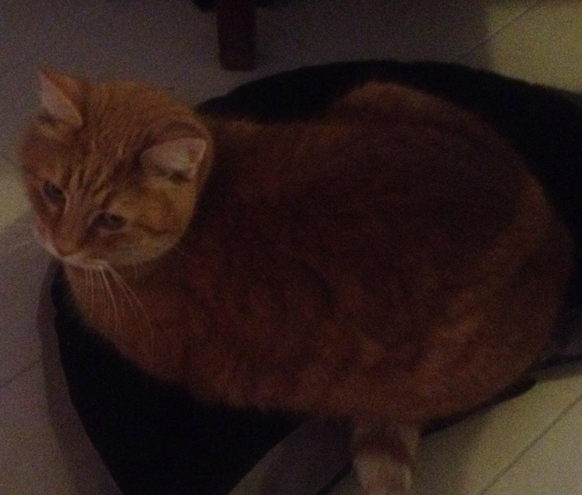 Huskat Tjuba billede 15