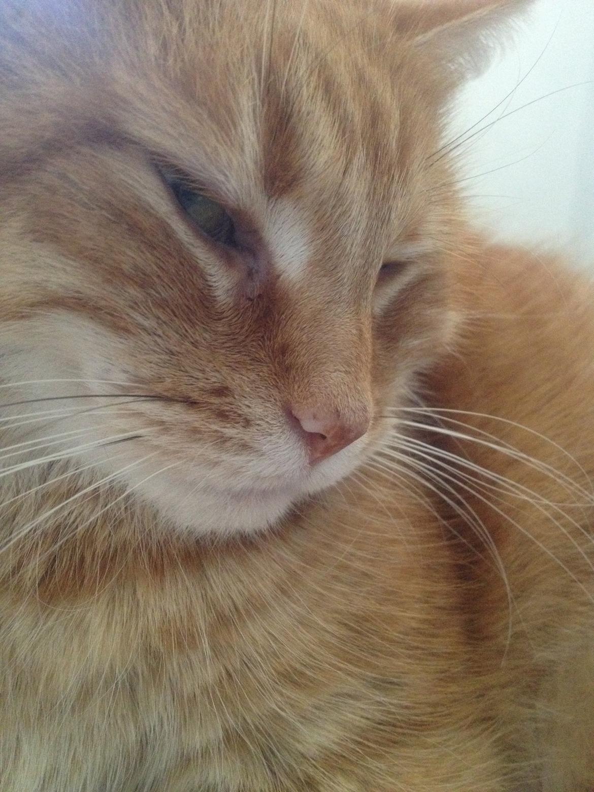 Huskat Tjuba billede 16