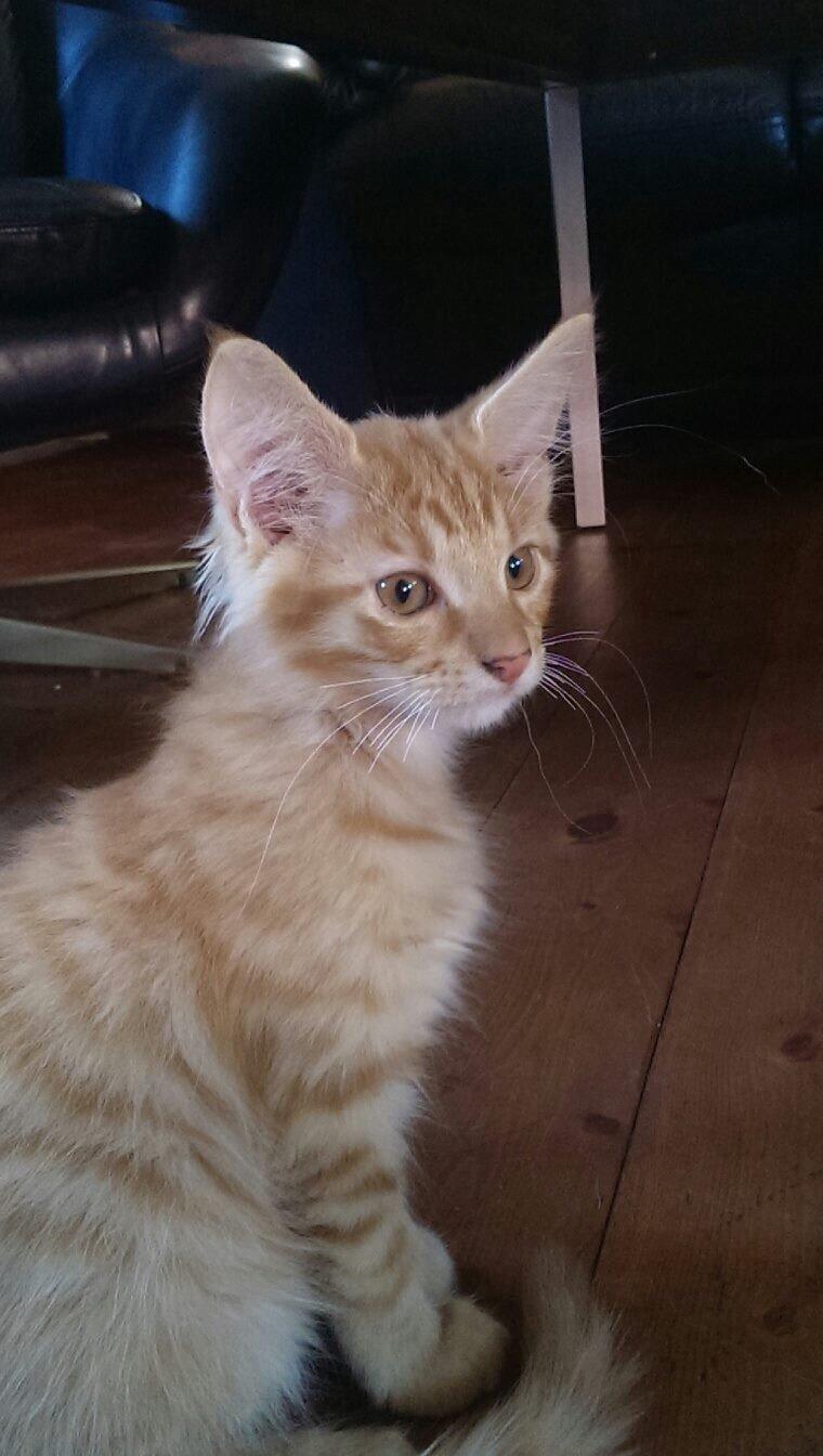 Maine Coon Cæsar billede 12