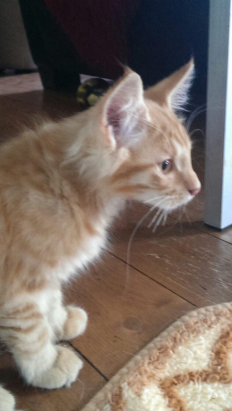 Maine Coon Cæsar billede 2