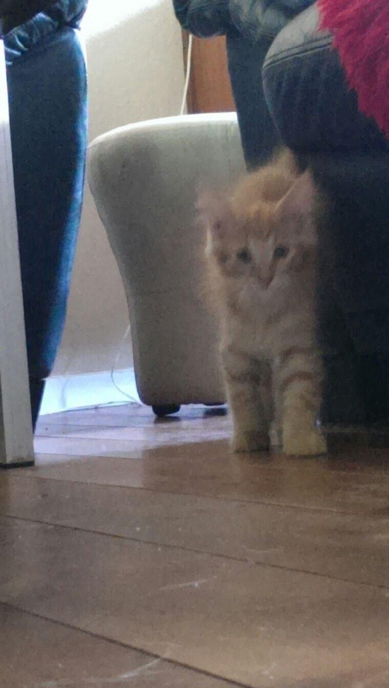 Maine Coon Cæsar billede 3