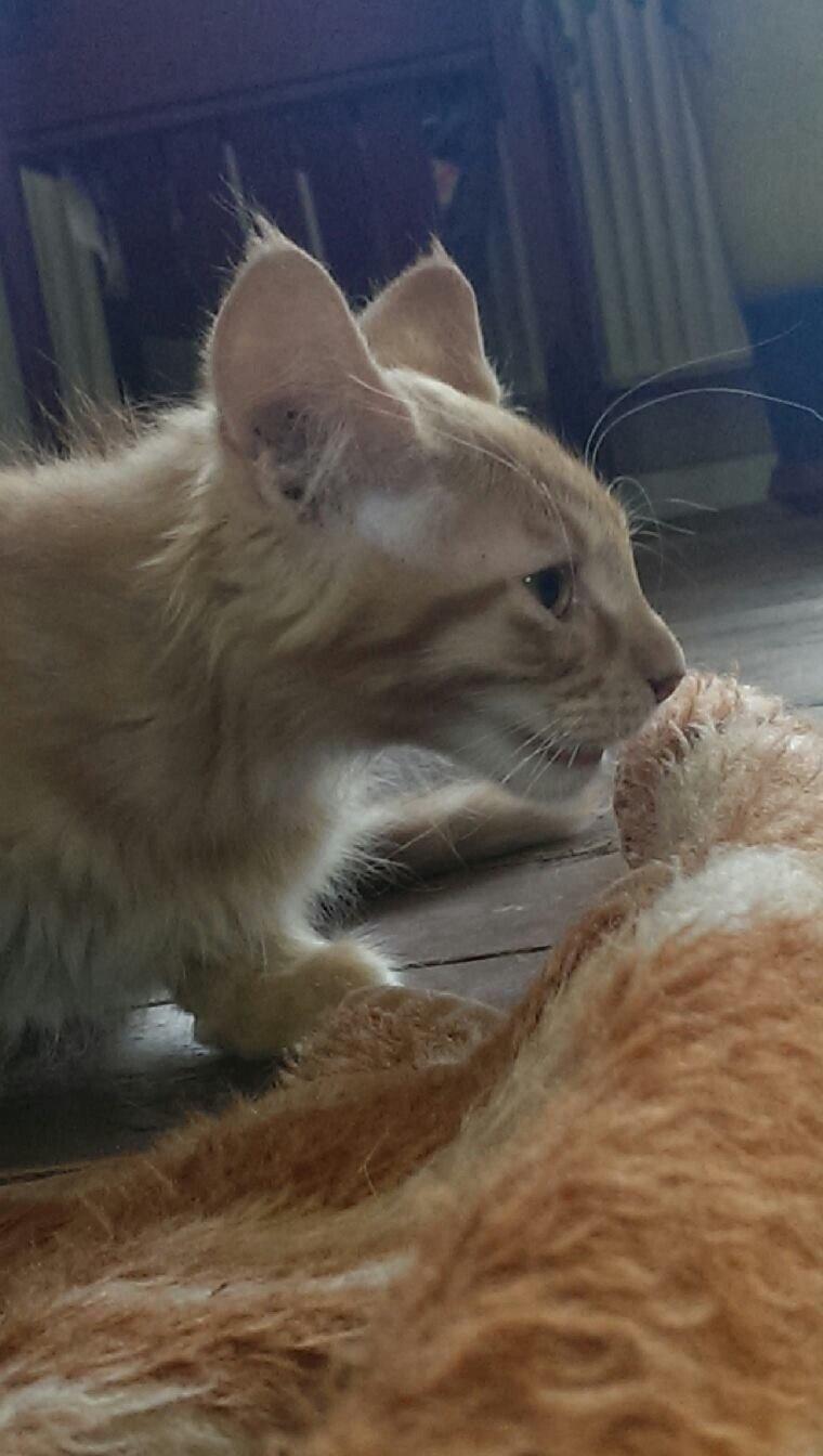 Maine Coon Cæsar billede 4