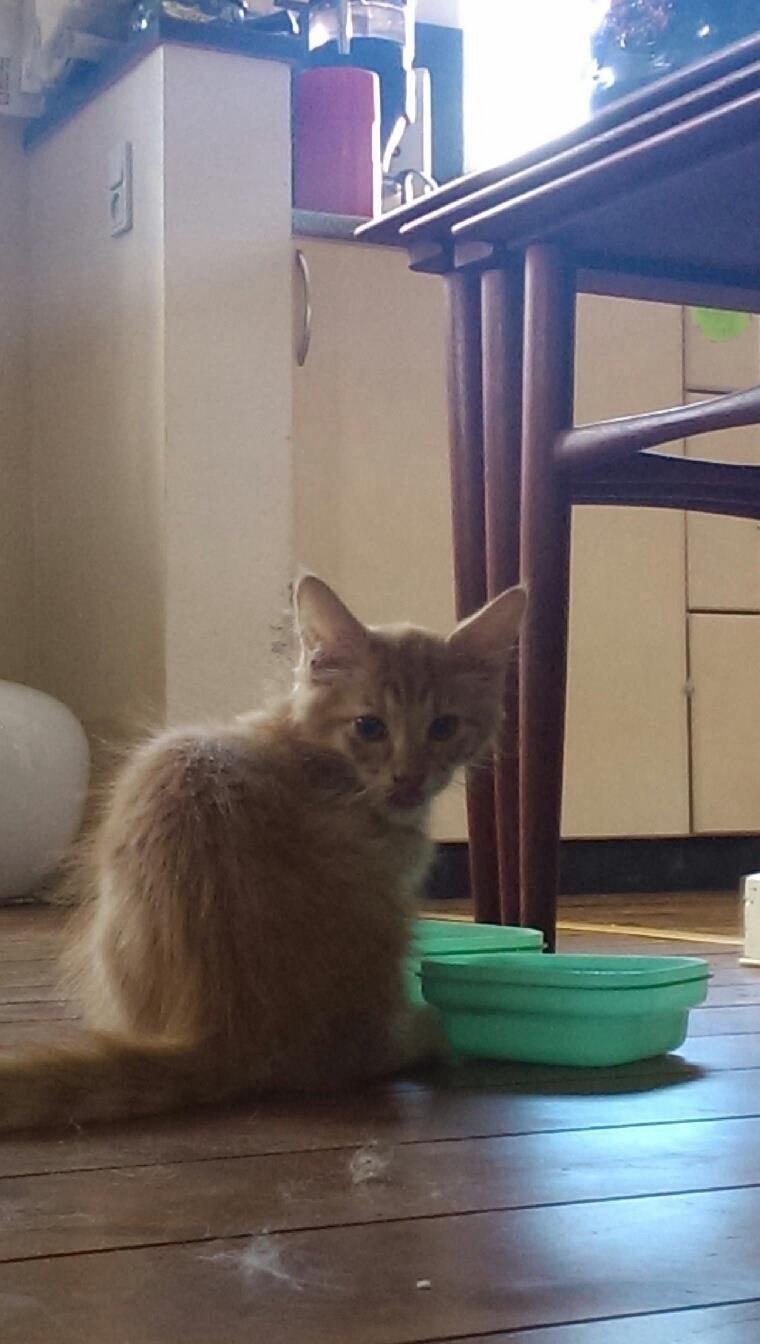 Maine Coon Cæsar billede 5