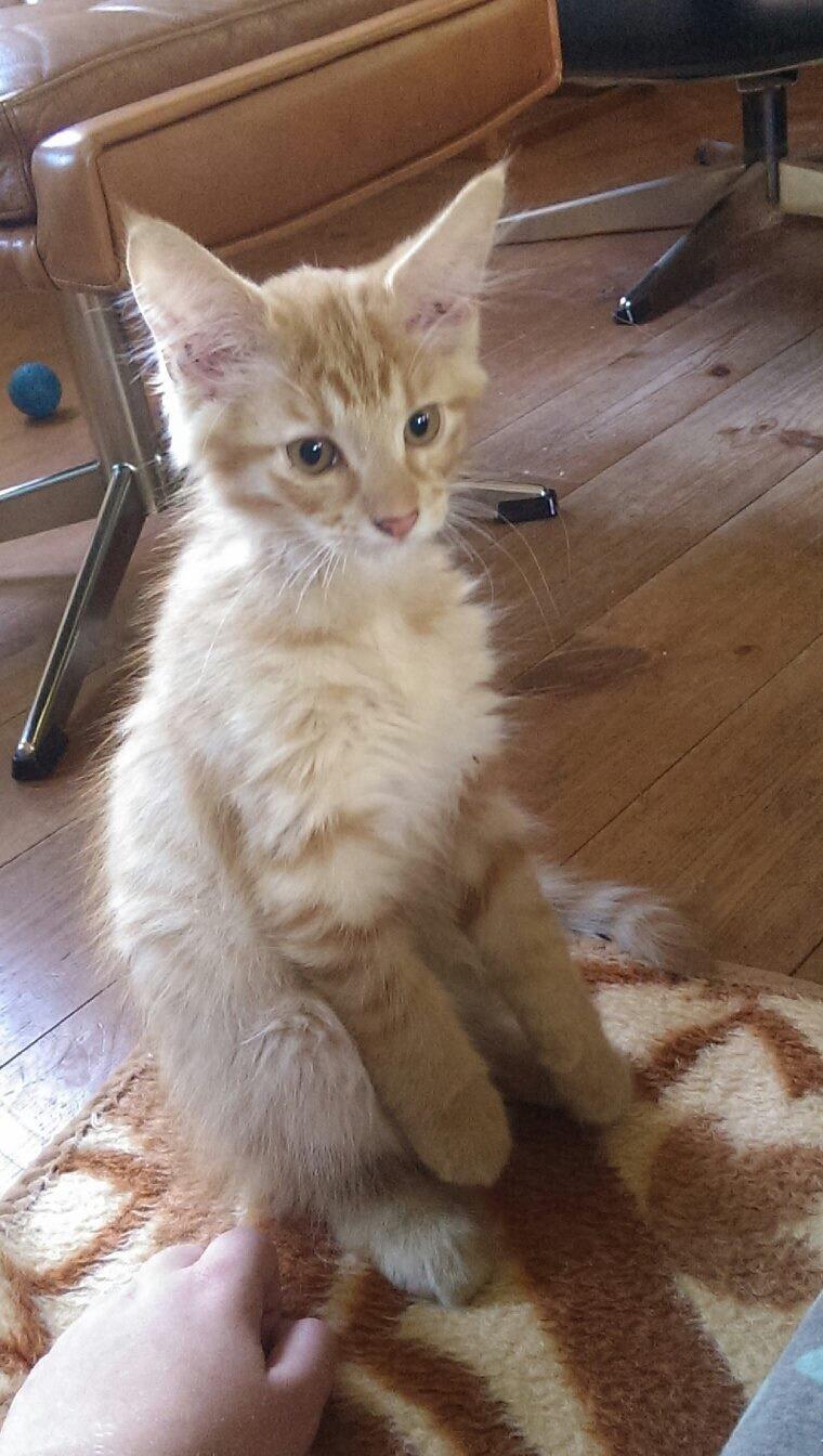 Maine Coon Cæsar billede 6