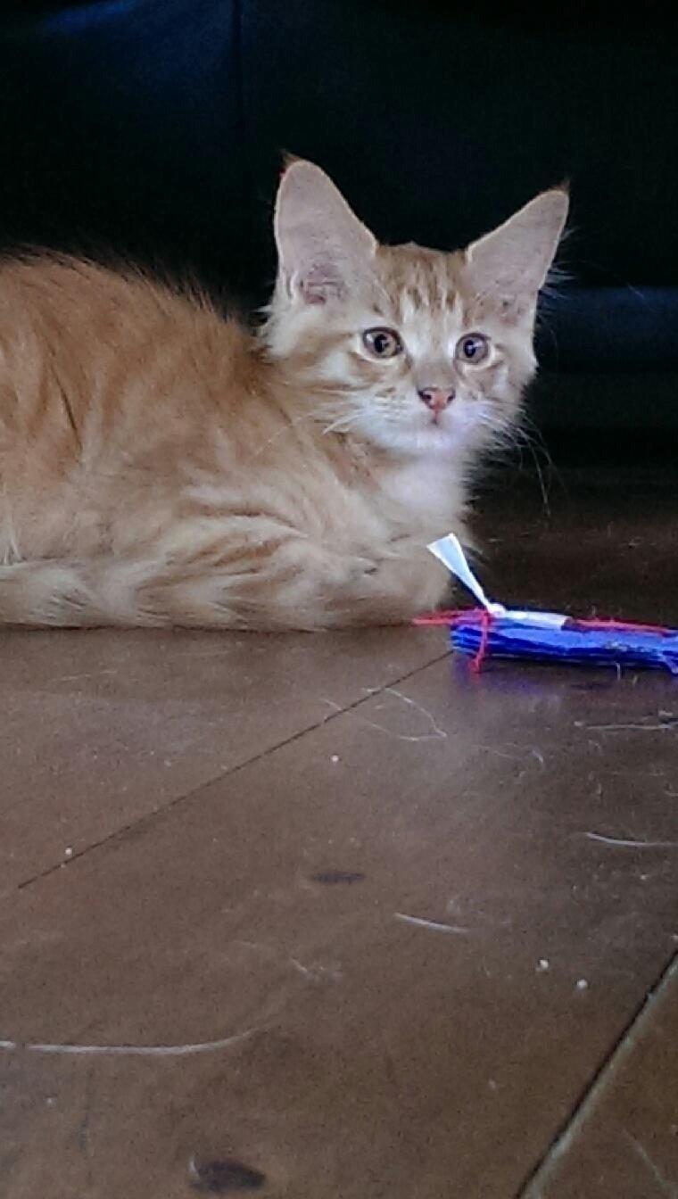 Maine Coon Cæsar billede 7