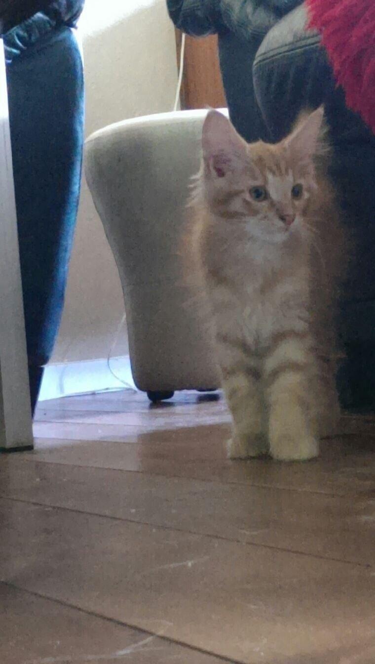 Maine Coon Cæsar billede 8