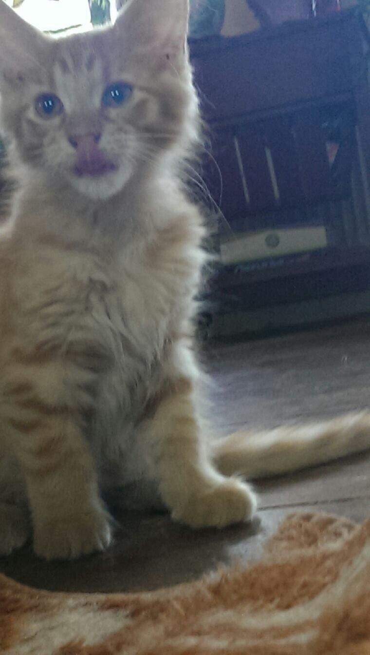 Maine Coon Cæsar billede 9