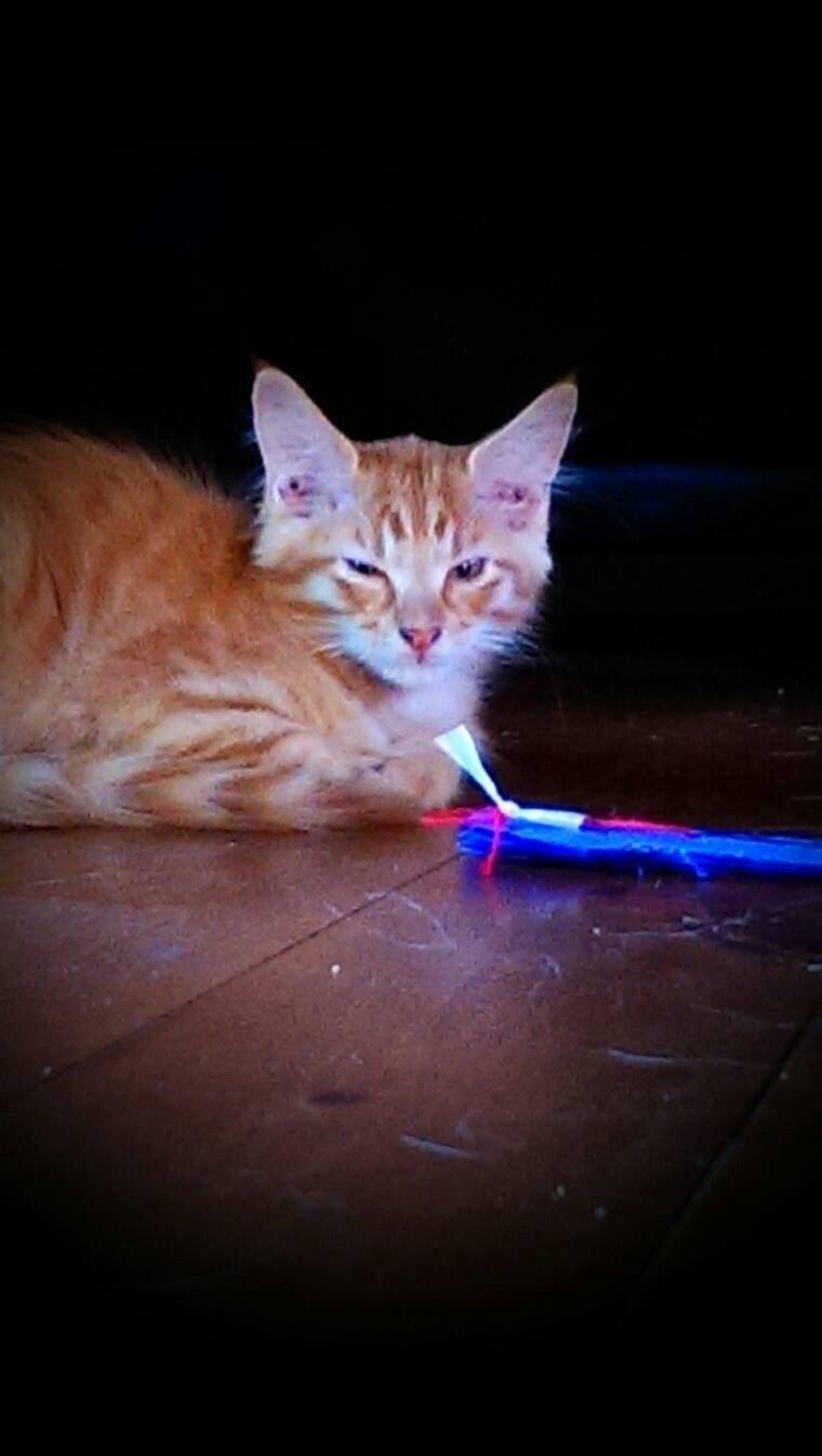 Maine Coon Cæsar billede 10