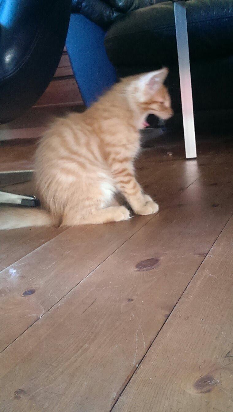 Maine Coon Cæsar billede 11