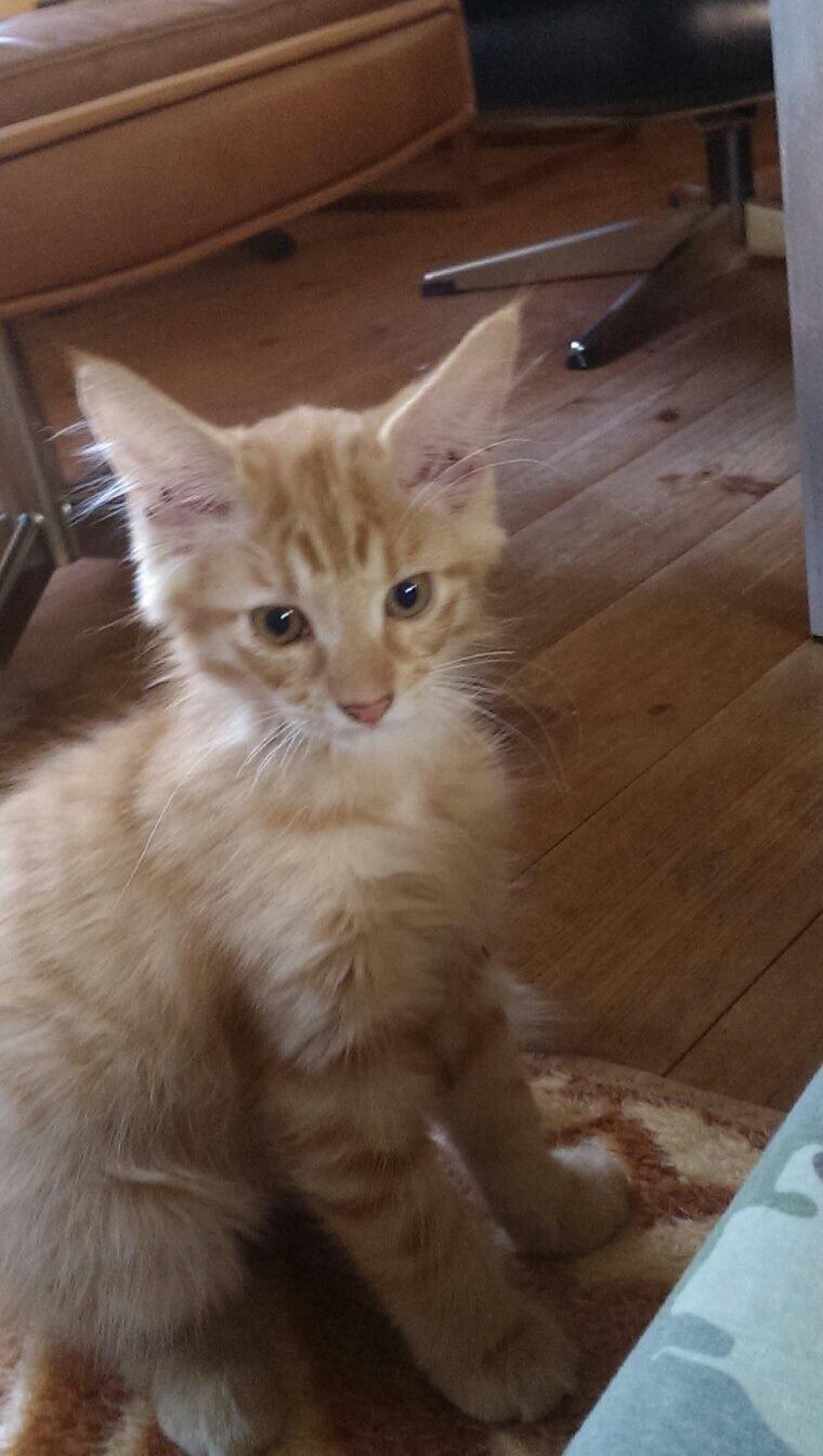 Maine Coon Cæsar billede 1