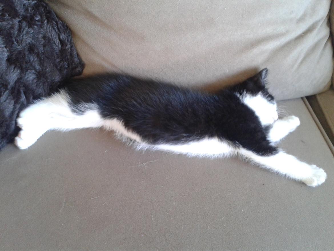 Blanding af racer Figaro billede 22