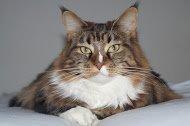 Maine Coon Trunte billede 1