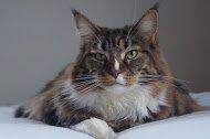 Maine Coon Trunte billede 2