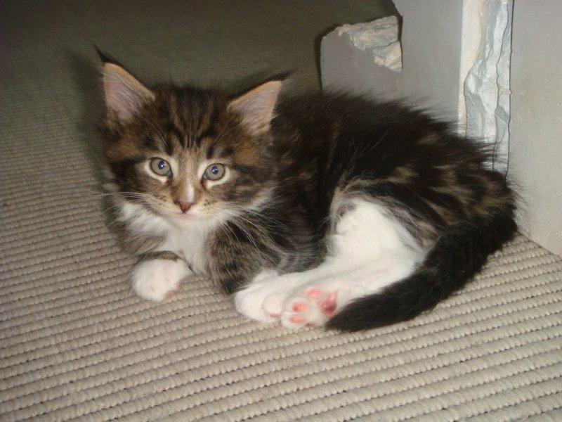 Maine Coon Trunte billede 5